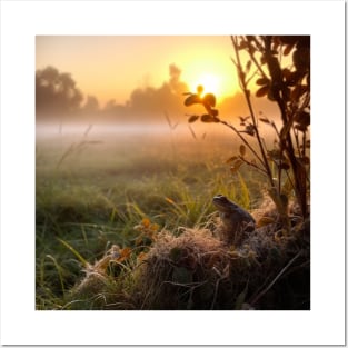 Sunrise over a green meadow fog rises in the summer and frog sitting on the front Posters and Art